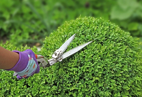 Aménagement jardin à Lantic